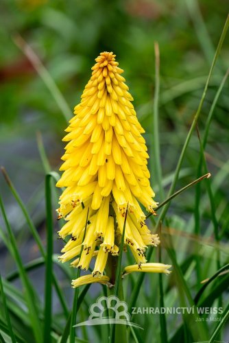 KLEOPATŘINA JEHLA - KNIPHOFIA "POCO YELLOW"