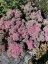ROZCHODNÍK - SEDUM HYBR. ABBY DORE