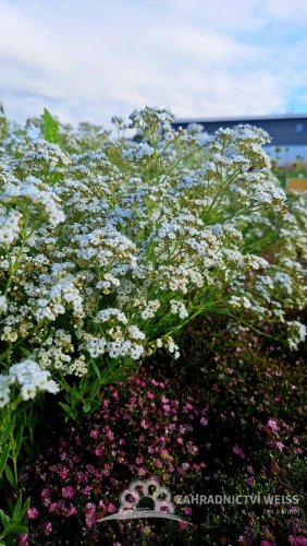 GYPSOPHILA BÍLÁ - NEVĚSTÍN ZÁVOJ  -NÍZKÝ
