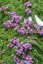 MATEŘÍDOUŠKA - THYMUS PRAECOX MINOR