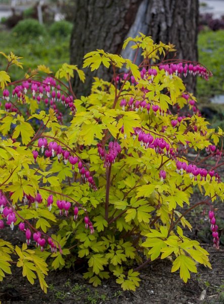 SRDCOVKA NÁDHERNÁ - DICENTRA GOLD HEART