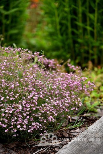 ŠATÉR PLAZIVÝ - GYPSOPHILA REPENS KNUDDEL