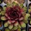 NETŘESK - SEMPERVIVUM HYBR. DR FRITZ KÖHLEIN