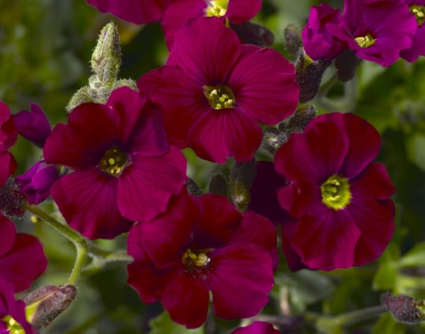 TAŘIČKA - AUBRIETA AXCENT BURGUNDY