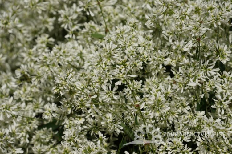 EUPHORBIA STAR DUST SUPER FLASH  - DIAMANTOVÝ ZÁVOJ