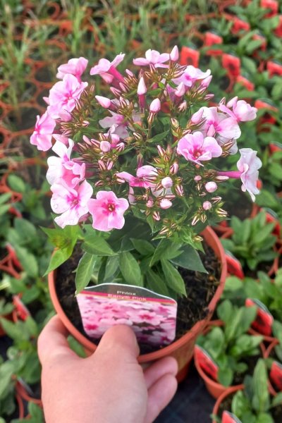 PHLOX EARLY PINK