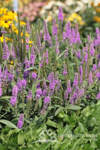 VERONICA LONGIFOLIA FIRST MATCH