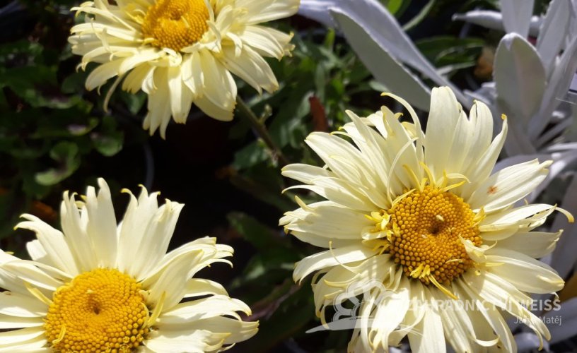 KOPRETINA - LEUCANTHEMUM "GOLDFINCH" ®