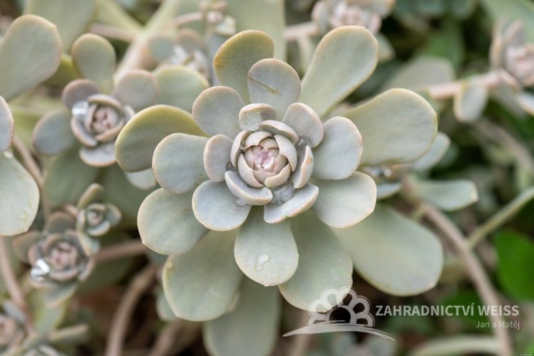 OROSTACHYS CHINESE HAT