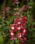 DRAČÍK - PENSTEMON HARTWEIGII 'ARABESQUE RED'