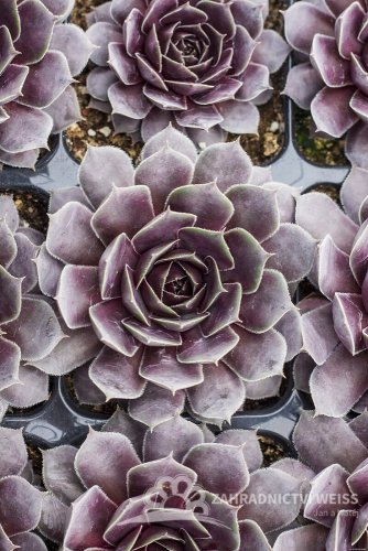 NETŘESK – SEMPERVIVUM BIG SAM PURPLE QUARTZ