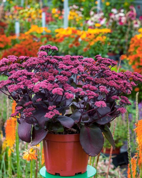 SEDUM TELEPHIUM ORIENTAL DANCER