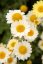 RMEN BARVÍŘSKÝ – ANTHEMIS TINCTORIA SAUCE HALLANDAISE