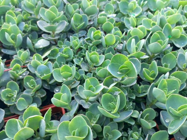 SEDUM EWERSII ROSE