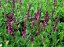 ŠALVĚJ HAJNÍ – SALVIA ROSE QUEEN