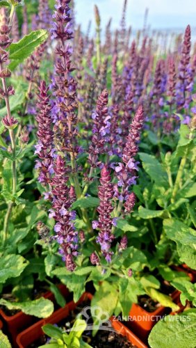 SALVIA SUPERBA DWARF BLUE QUEEN