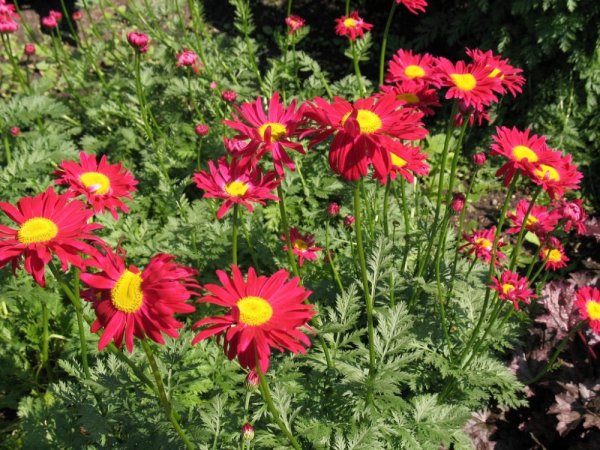 KOPRETINA ŠARLATOVÁ - TANACETUM COCCINEUM ROBINSON'S RED