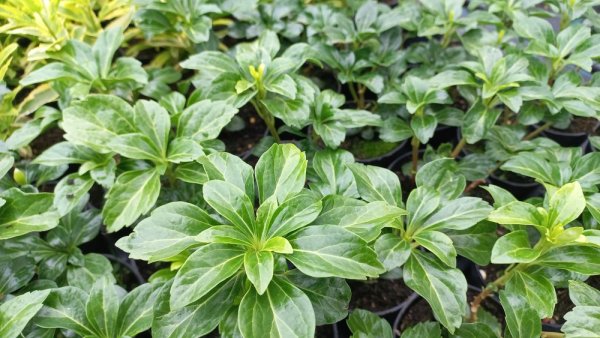 PACHYSANDRA TERMINALIS GREEN SHEEN