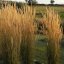 CALAMAGROSTIS x ACUTIFLORA KARL FOESTER
