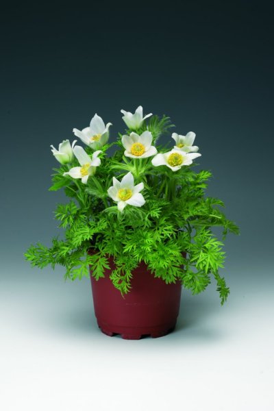 KONIKLEC BÍLÝ - PULSATILLA WHITE
