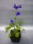 DELPHINIUM MODRÉ - DELPHINIUM GRANDIFLORUM DELFIX BLUE