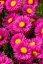 ASTRA PODZIMNÍ - ASTER DUMOSUS JENNY