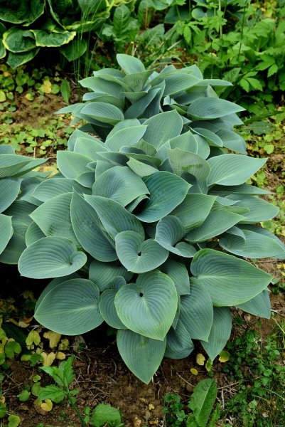 HOSTA  "HALCYON"