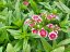 HVOZDÍK - DIANTHUS BARBARINI MIX
