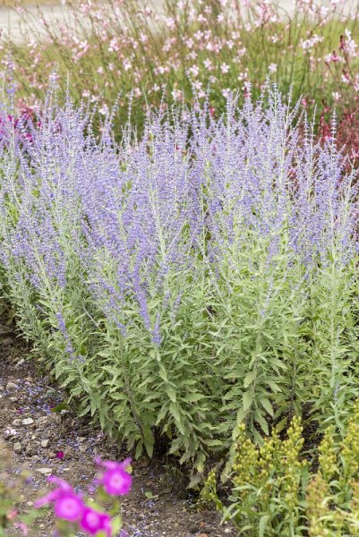 PEROVSKIA ATRIPLICIFOLIA -  PEROVSKIE ZASHA