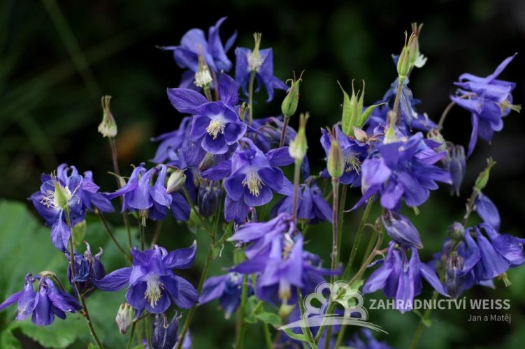 ORLÍČEK - AQUILEGIA ALPINA NAVY BLUE