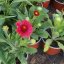 KOKARDA - GAILLARDIA "MESA RED"