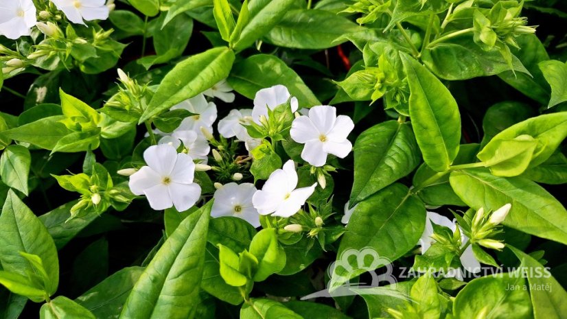 PHLOX PANICULATA FLAME PRO WHITE ®