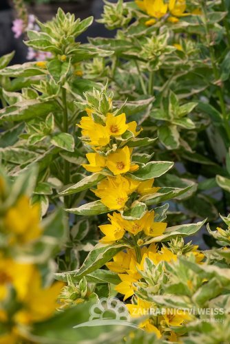 VRBINA - LYSIMACHIA ALEXANDER
