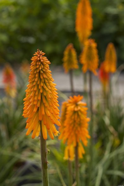 KLEOPATŘINA JEHLA - KNIPHOFIA "MANGO POPSICLE"