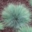 FESTUCA GLAUCA