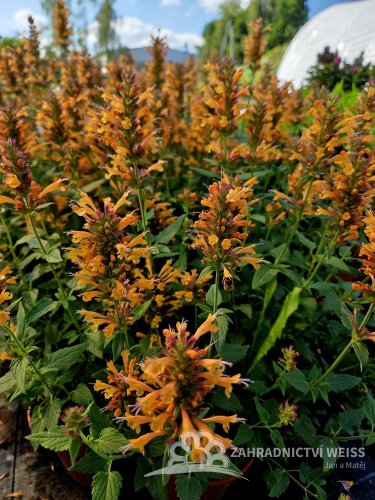AGASTACHE HYBRIDA - KUDOS MANDARIN - ORANŽOVÝ