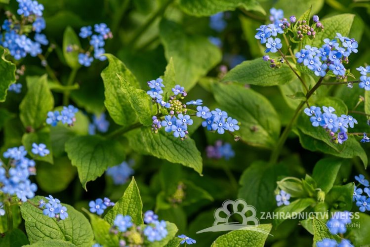 BRUNNERA MACROPHYLLA