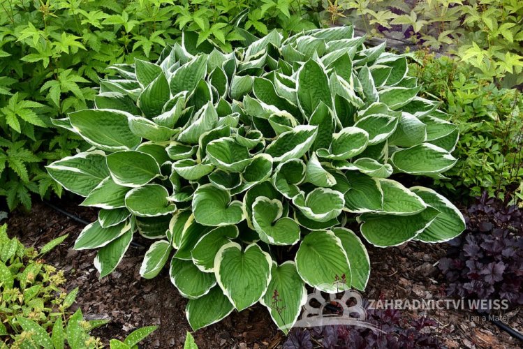 HOSTA HYBRID FRANCEE