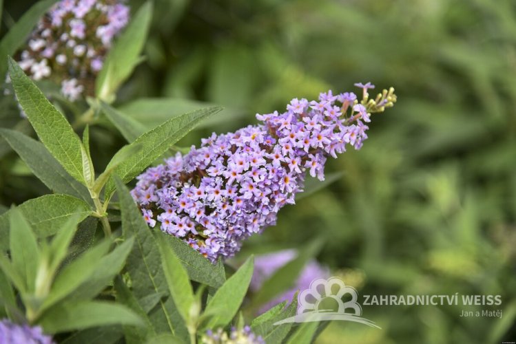 MOTÝLÍ KEŘ - BUDDLEJA DAVIDII BUTTERFLY CANDY LITTLE LILA