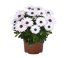 OSTEOSPERMUM BÍLE - MARGARITA WHITE