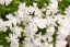 PHLOX SUBULATA SPRING WHITE