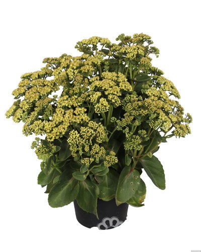 SEDUM HONEY GOLD
