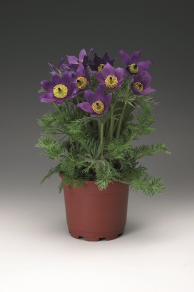 KONIKLEC FIALOVÝ - PULSATILLA VIOLET