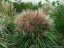 MISCANTHUS SINENSIS POLONUS