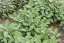 ŠALVĚJ LÉKAŘSKÁ - BABSKÉ UCHO - SALVIA OFFICINALIS BERGGARTEN