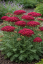 ACHILLEA SUMMERWINE