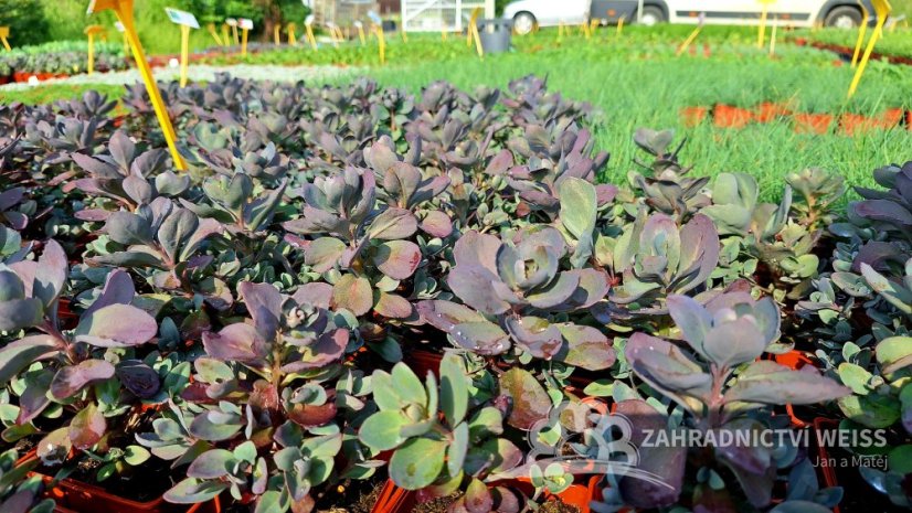 SEDUM CAUTICOLA SUNSPARKLER PLUM DAZZLED
