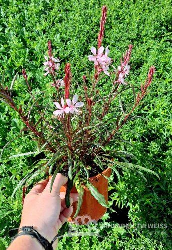 GAURA LINDHEIMERI - GRACEFUL LIGHT PINK