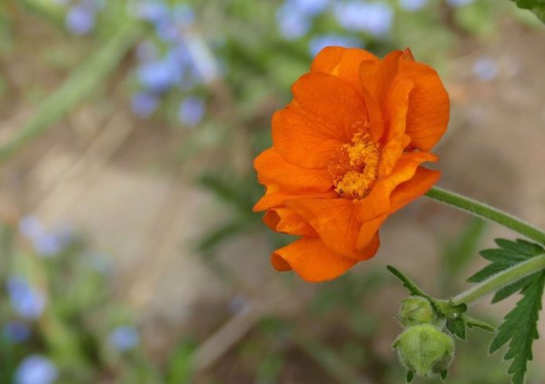 GEUM COCCINEUM KOI - KUKLÍK ŠARLATOVÝ