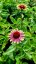 ECHINACEA PURP. PRAIRIE BLAZE VINTAGE LIME